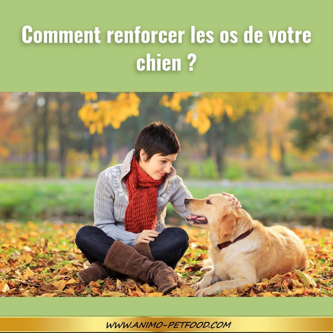 renforcer les os de votre chien